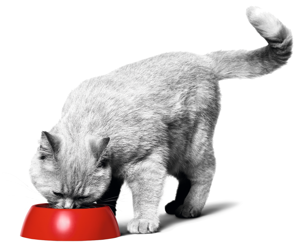 Кошка кушает из красной миски.