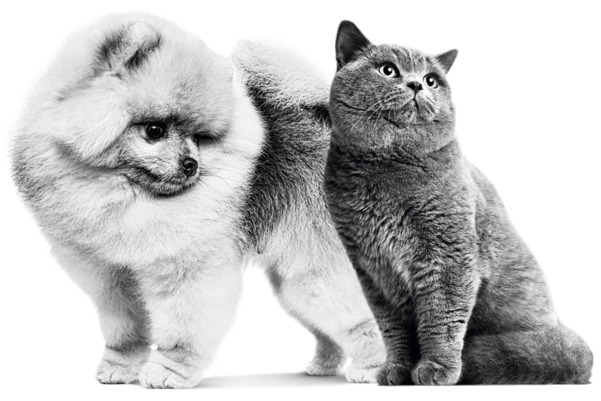 Собака и кошка.